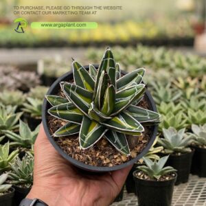 Victoria giant