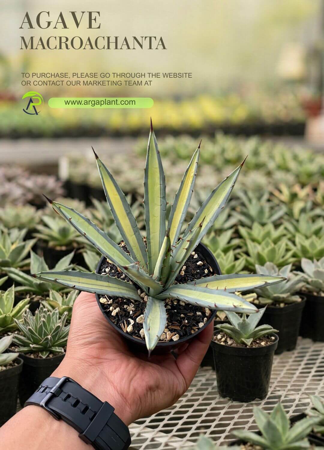 Macrochanta