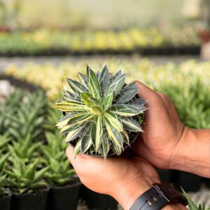 Alternative view of Filifera striata variegated