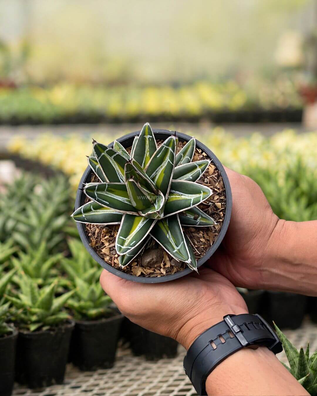 Victoria giant - Image 2