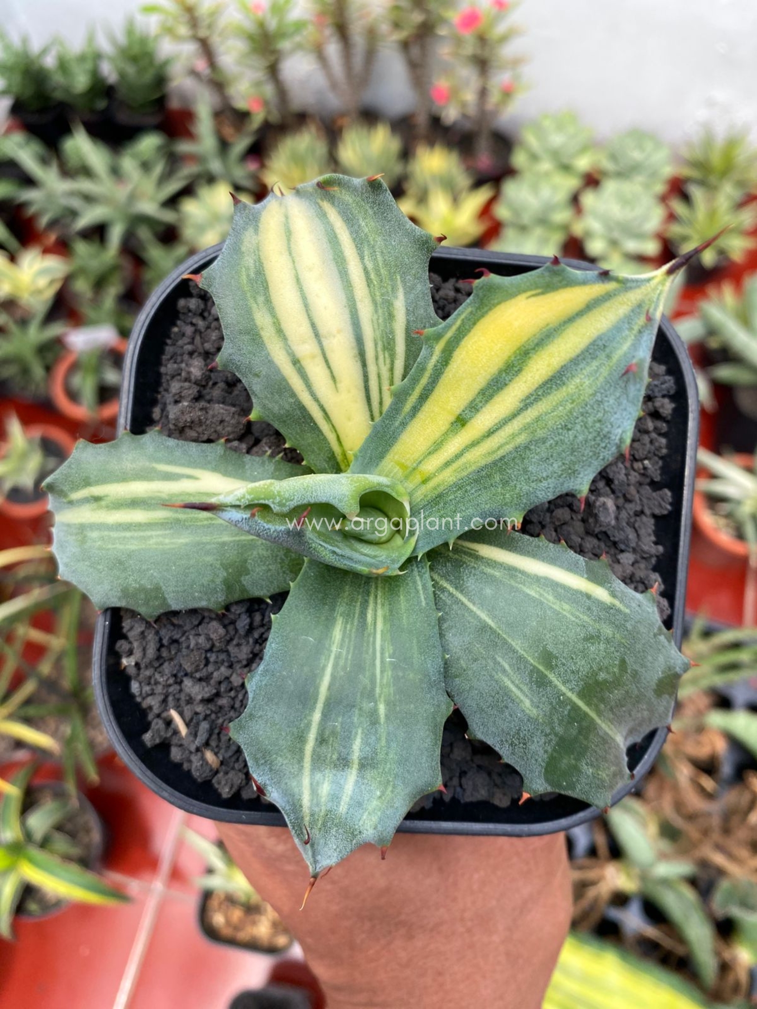 Ferox variegated