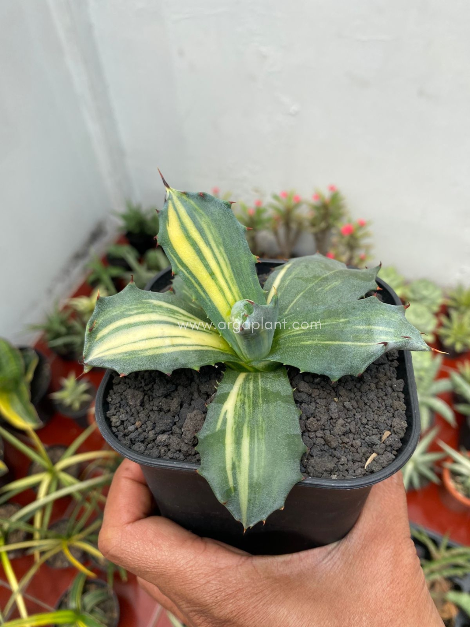 Ferox variegated - Image 2