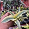 ehren bergie katana variegated