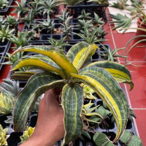 Alternative view of pupamon variegated