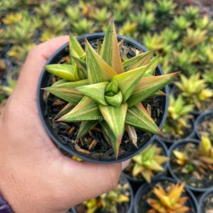 glabrata variegated