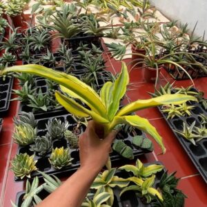 Alternative view of arborescens