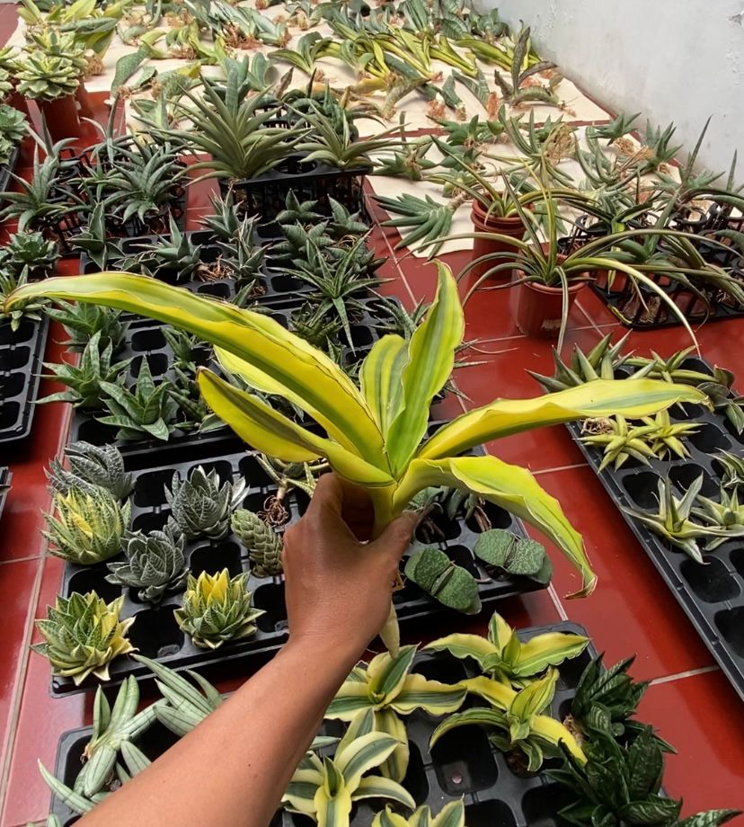 arborescens - Image 2