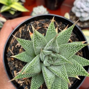 limifolia white spider