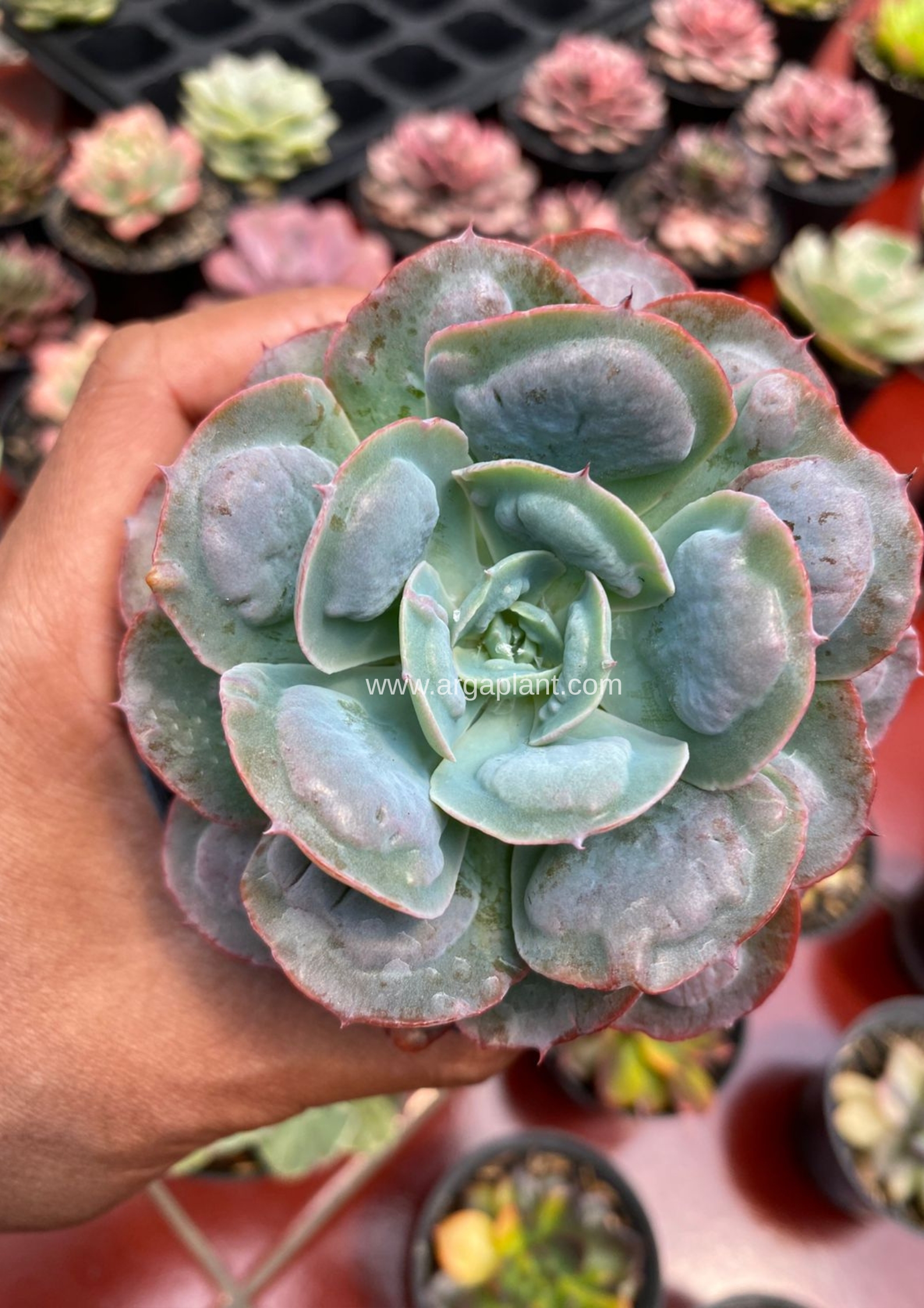 raindrop
