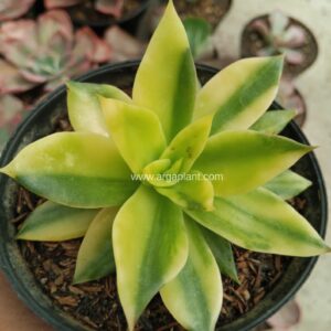 Agavoides gilva yellow