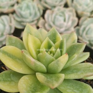 Alternative view of Agavoides rubella yellow