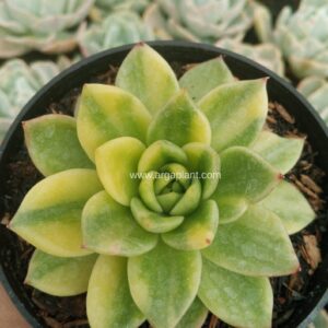 Agavoides rubella yellow