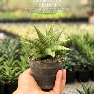 AFF Sindoro