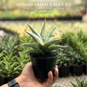 Anjani x blue ice