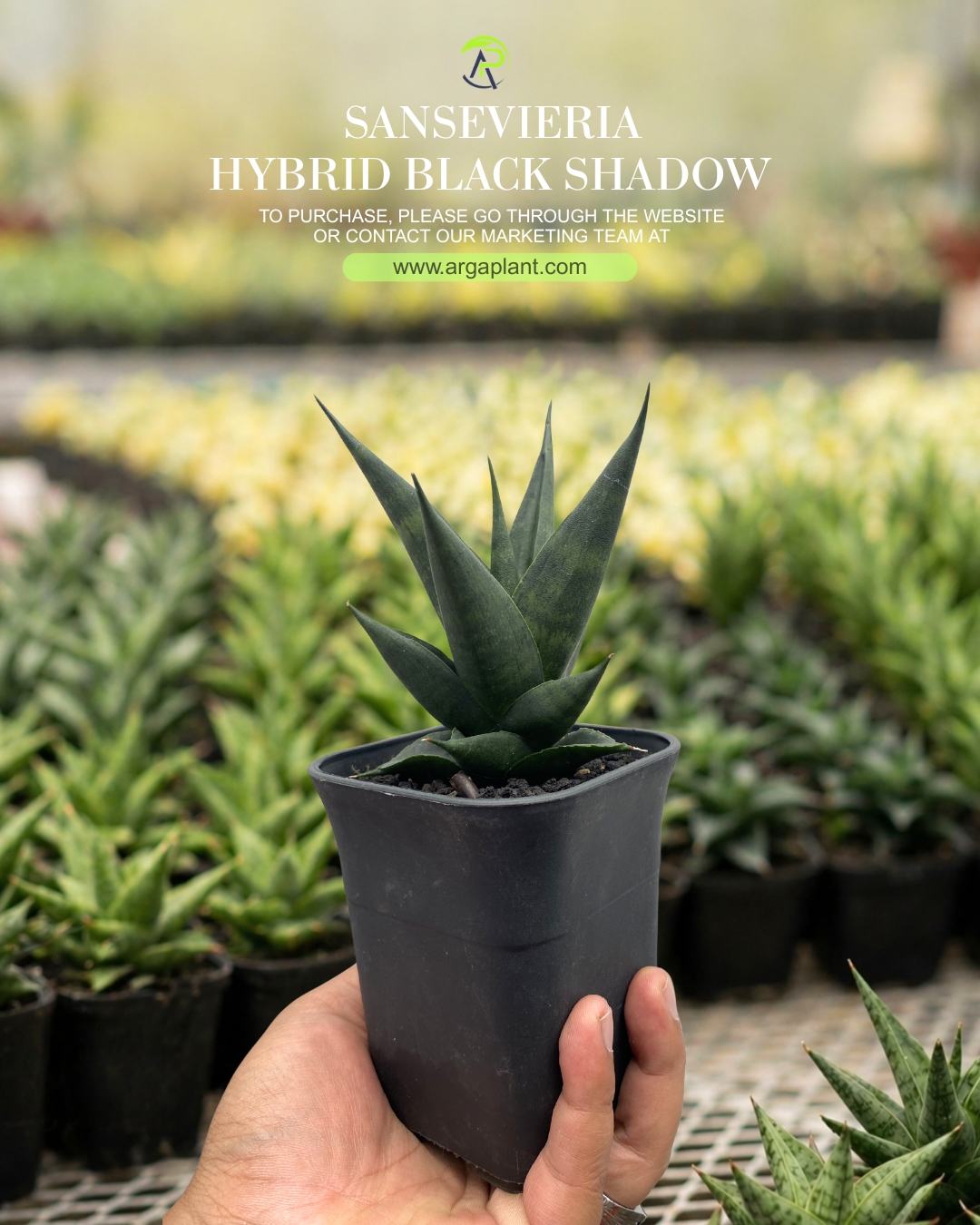 Black shadow
