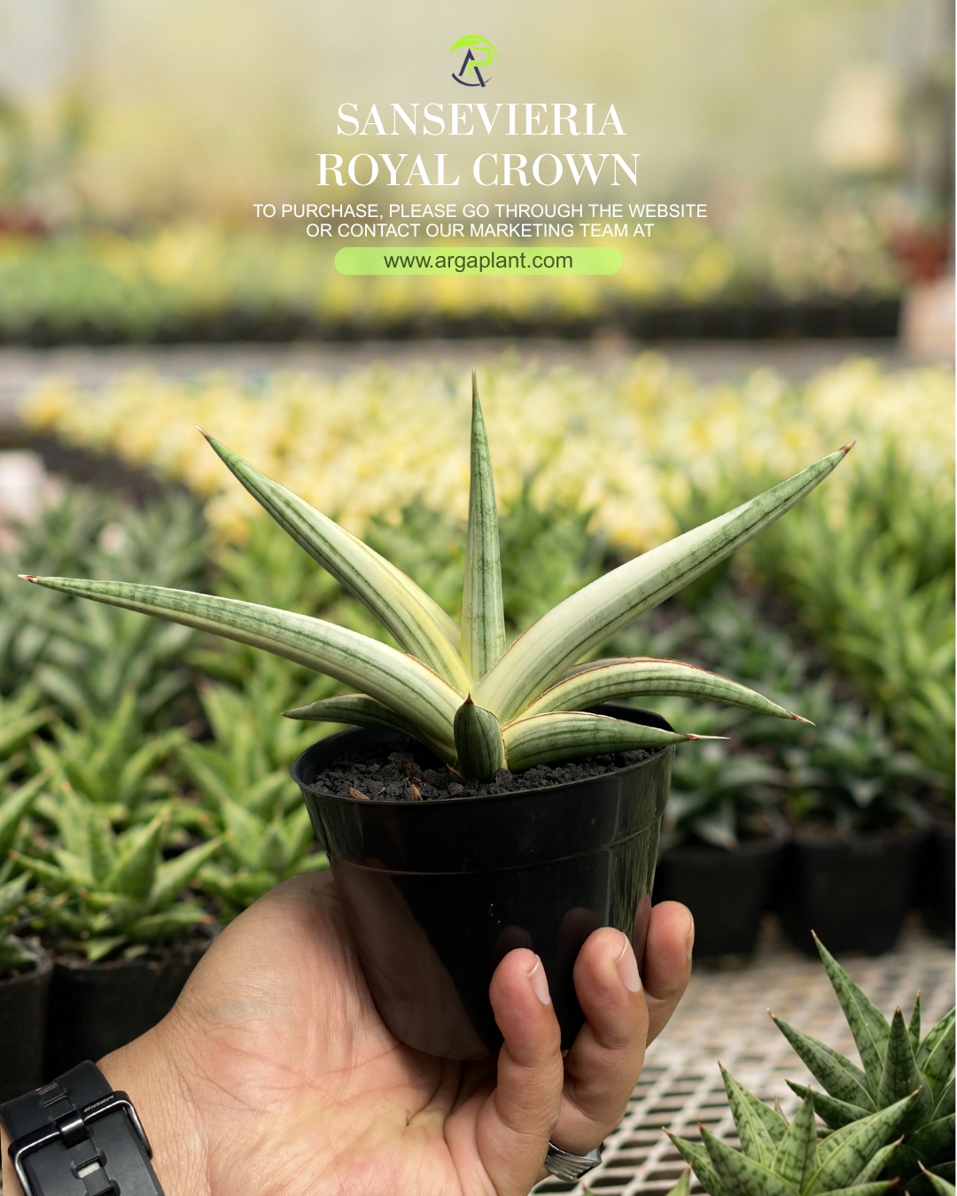 Royal crown