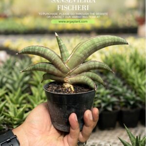 Fischeri