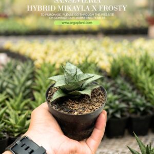Mikayla x frosty