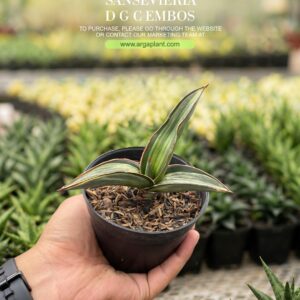 DGC Embos