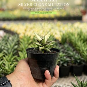 Silver clone mutation