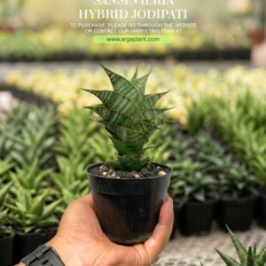 Jodipati