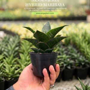 Maribaya