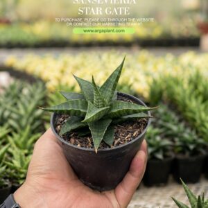 Star gate