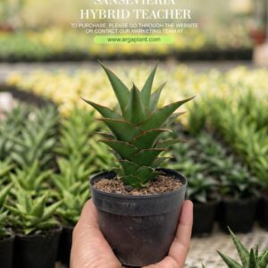 Teacher