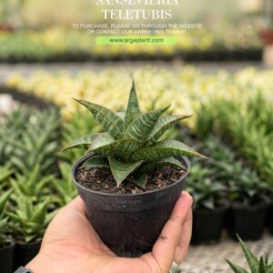 Teletubis