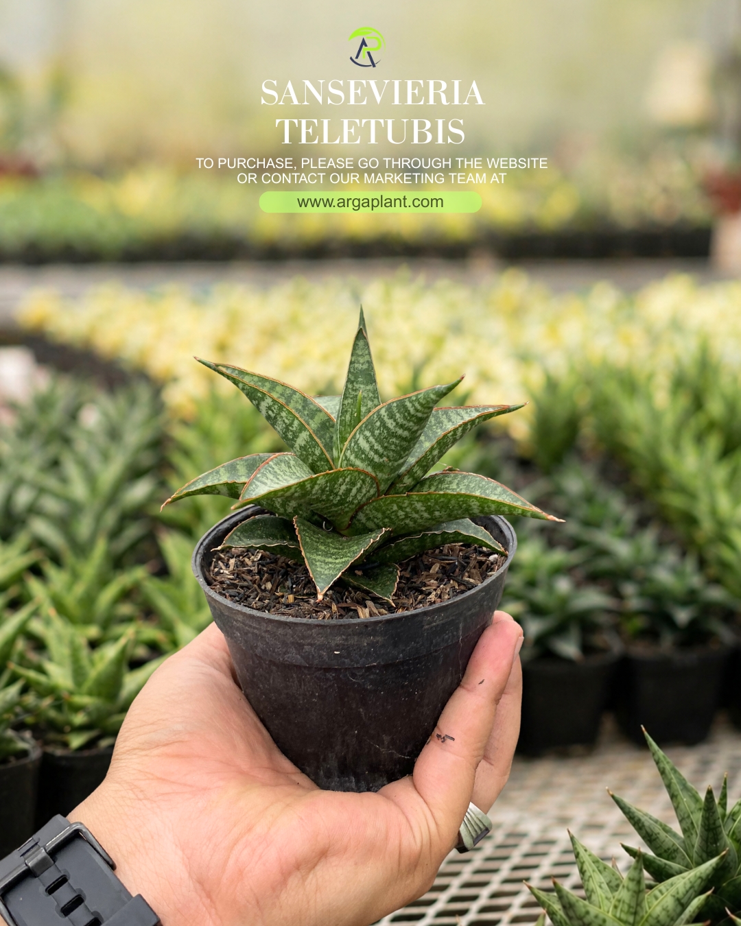 Teletubis
