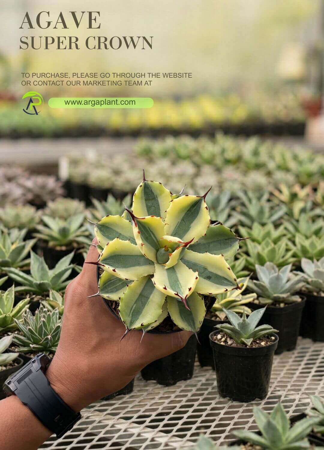 Super crown