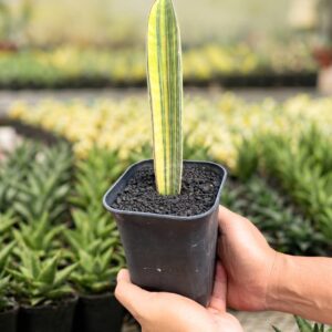 Alternative view of Baseball variegated