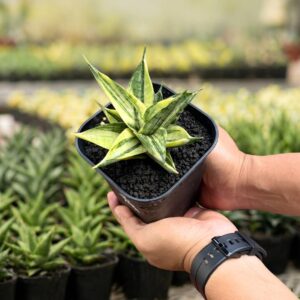 Alternative view of Hybrid manja variegated