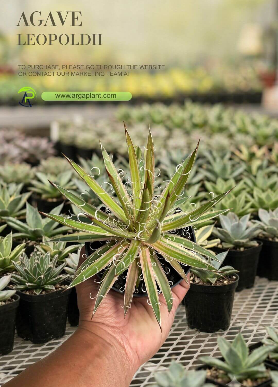 Leopoldii
