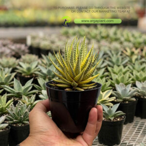 Haworthia pumila yellow