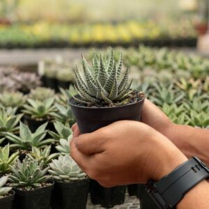 Alternative view of Haworthia pumila white