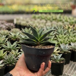 Gasteria nitida marginata
