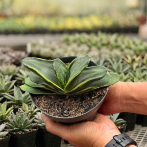 Alternative view of Gasteria nitida marginata