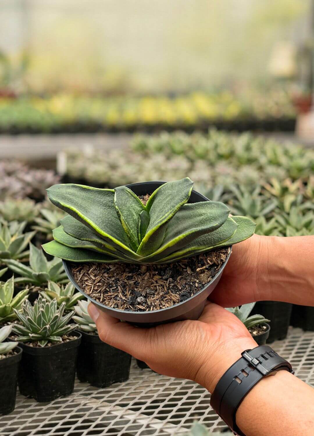 Gasteria nitida marginata - Image 2