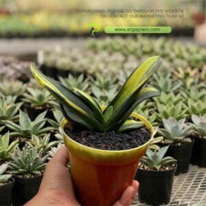 Gasteria nitida striata