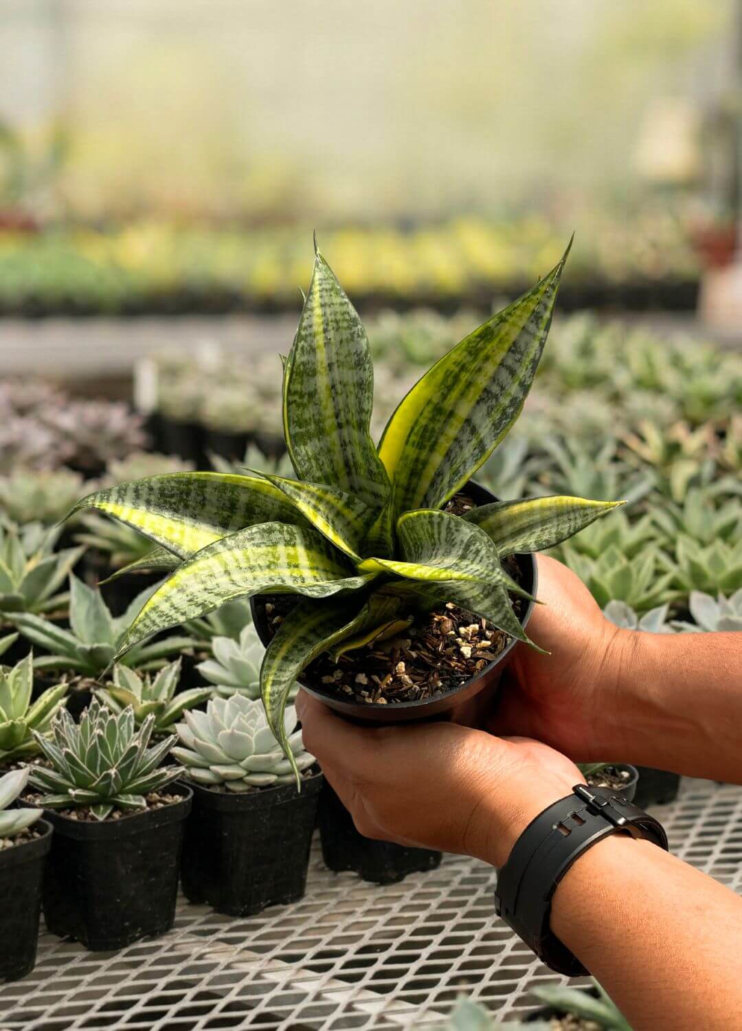 Marga - Image 2