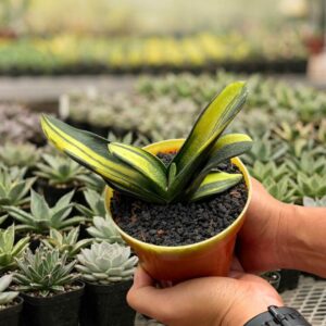 Alternative view of Gasteria nitida striata