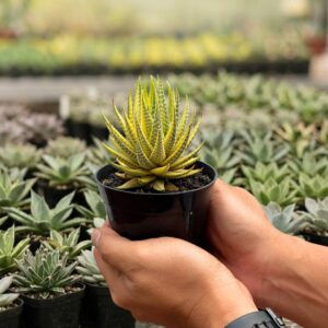 Alternative view of Haworthia pumila yellow