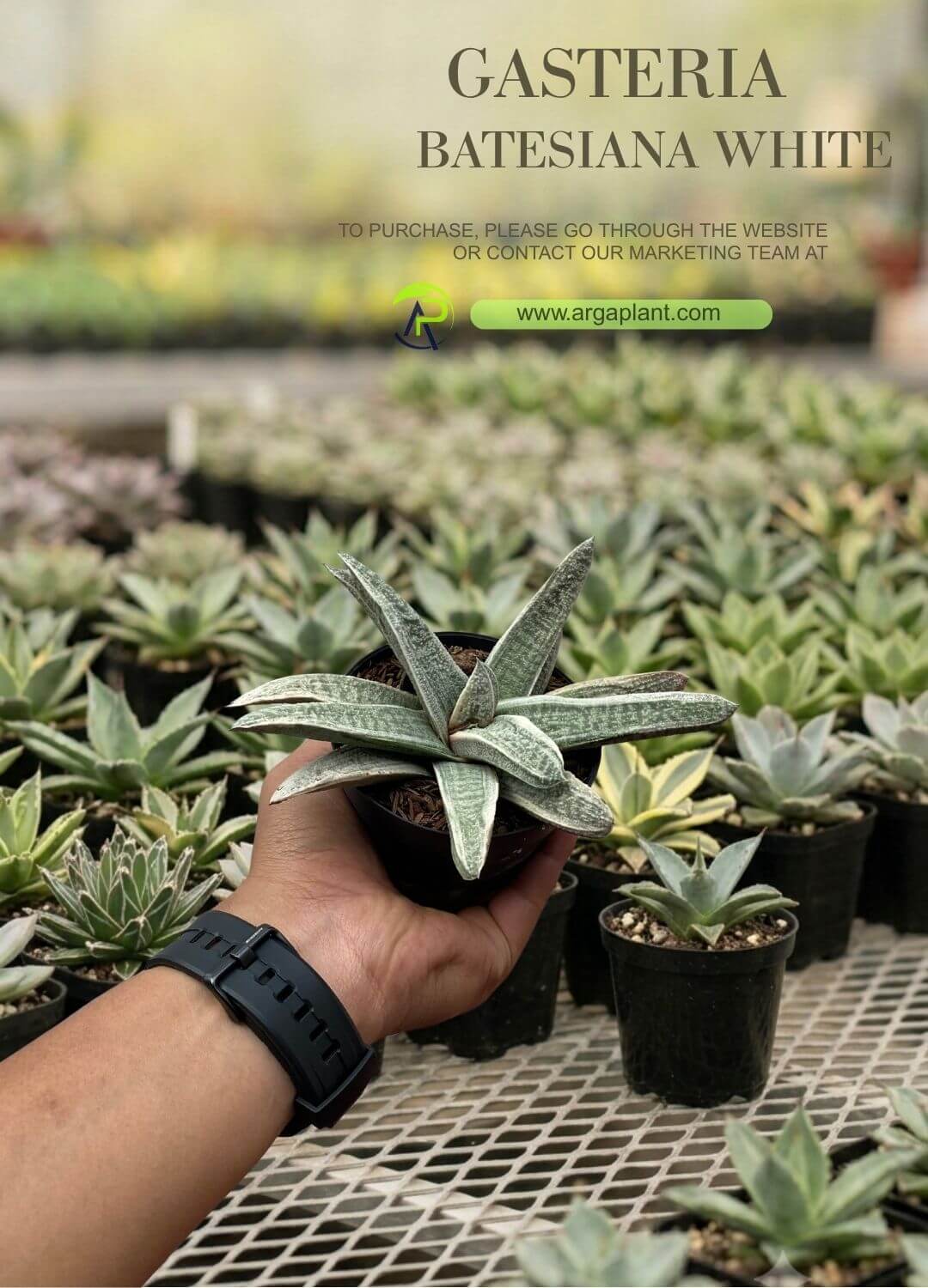 Gasteria batesiana white