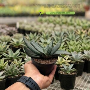Gasteria batesiana negrican