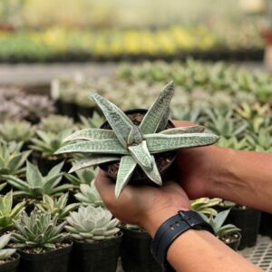 Alternative view of Gasteria batesiana white