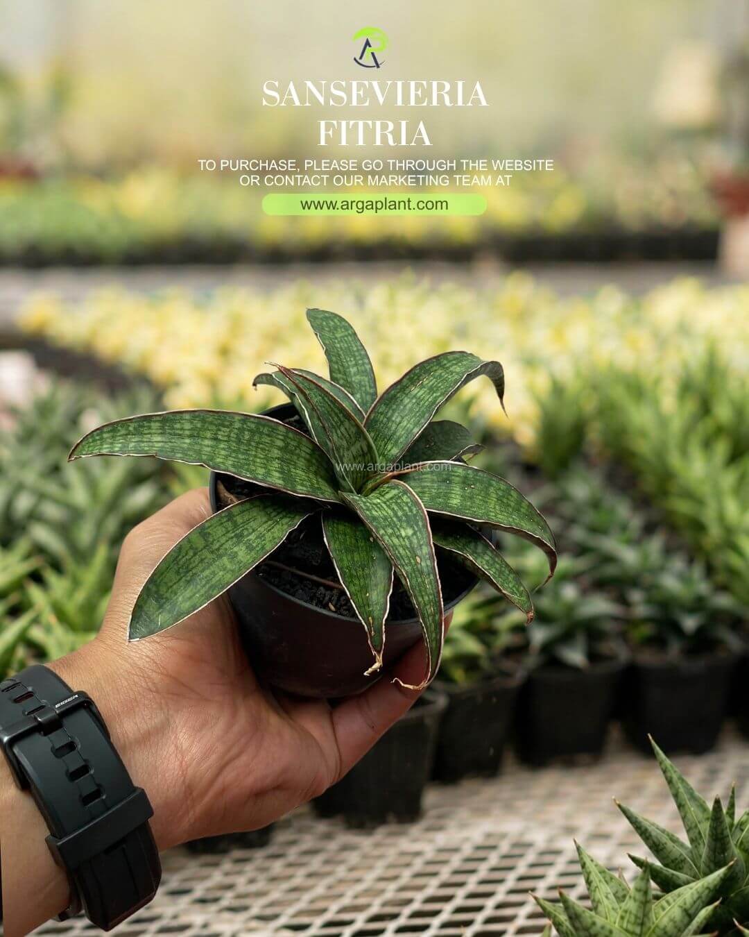 Fitria
