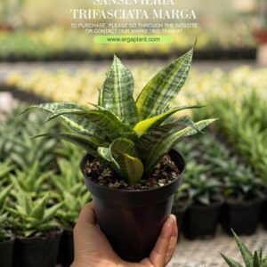 Marga