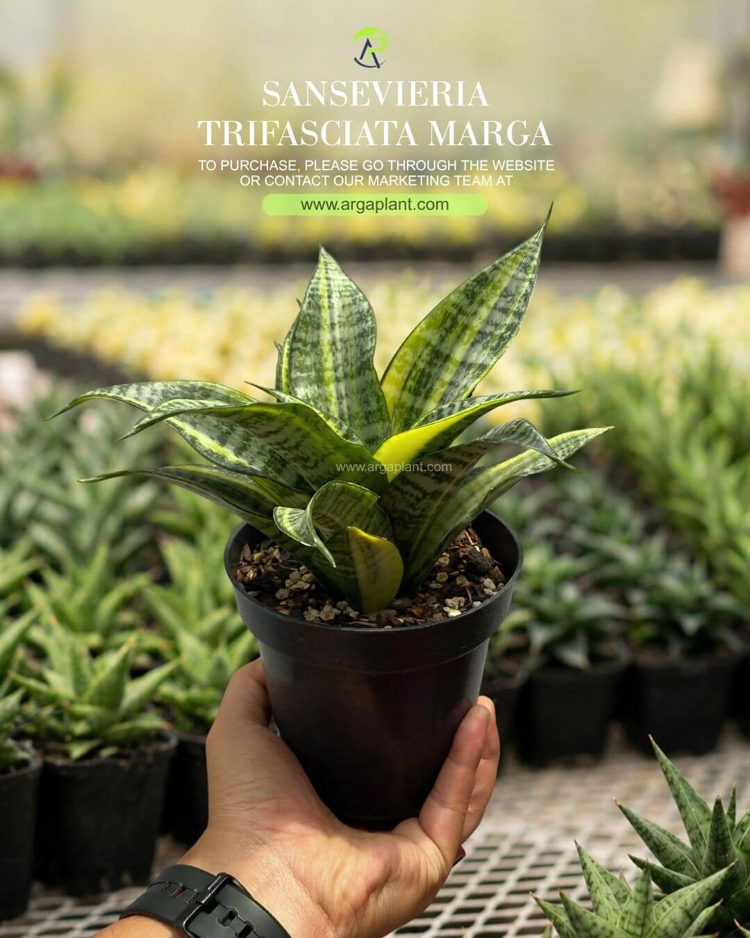 Marga