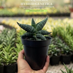 genetica